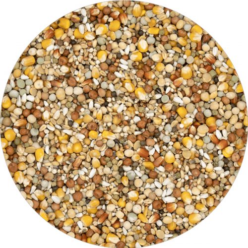 Versele Laga Start Plus I.C.+