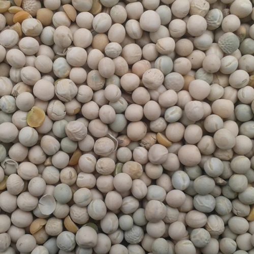 Takarmányborsó - 5kg