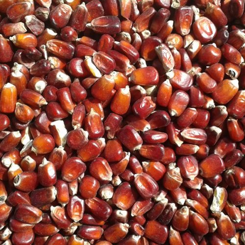 Bordó Kukorica - 5kg